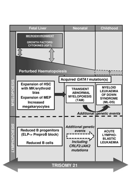 ? TRISOMY 21 Perturbed Haematopoiesis Fetal Liver Neonatal Childhood