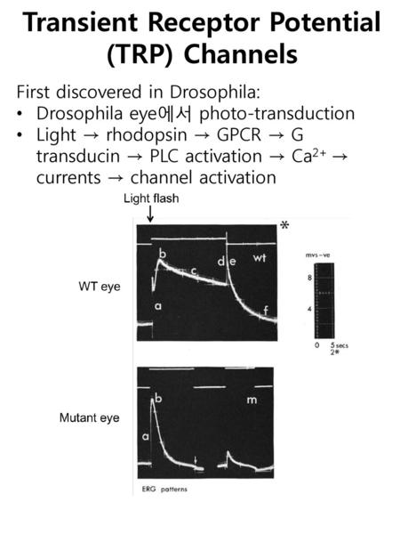 Transient Receptor Potential (TRP) Channels