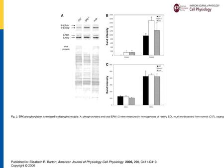 Fig. 2. ERK phosphorylation is elevated in dystrophic muscle