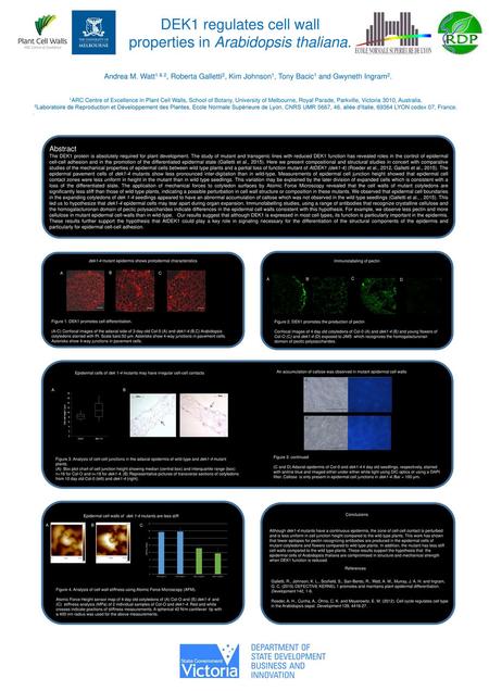 DEK1 regulates cell wall properties in Arabidopsis thaliana.