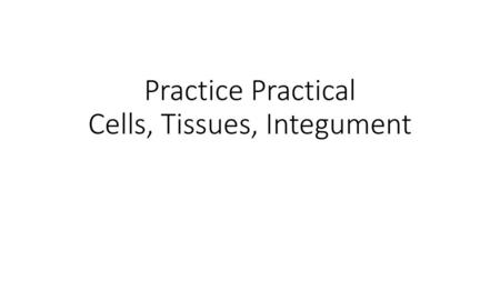 Practice Practical Cells, Tissues, Integument