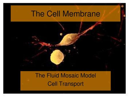 The Fluid Mosaic Model Cell Transport