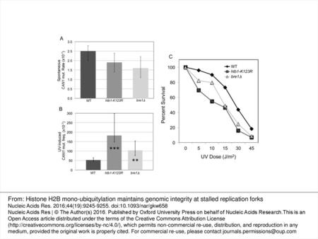 Figure 1. Loss of H2Bub1 promotes mutagenesis under conditions of replicative stress. (A) The graph shows the rates of spontaneous Canr mutation.