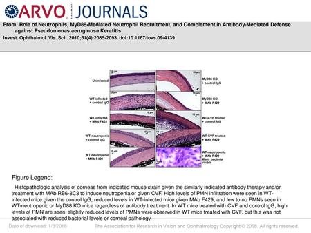 From: Role of Neutrophils, MyD88-Mediated Neutrophil Recruitment, and Complement in Antibody-Mediated Defense against Pseudomonas aeruginosa Keratitis.