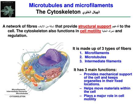 The Cytoskeleton الهيكل الخلوي