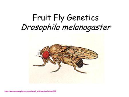 Fruit Fly Genetics Drosophila melanogaster