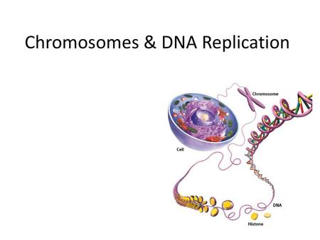 Chromosomes & DNA Replication