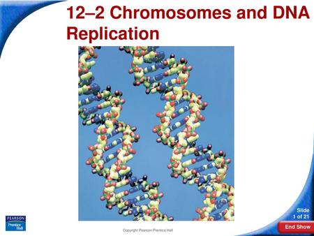 12-2 Chromosomes and DNA Replication