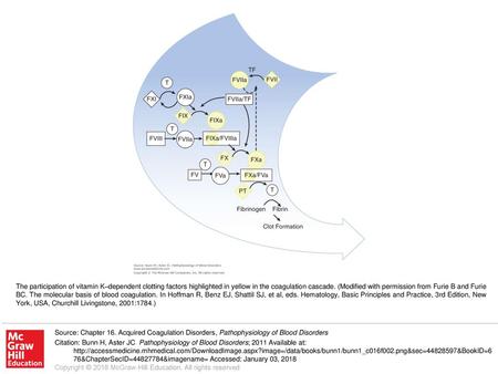 The participation of vitamin K–dependent clotting factors highlighted in yellow in the coagulation cascade. (Modified with permission from Furie B and.