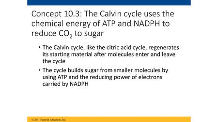 Concept 10.3: The Calvin cycle uses the chemical energy of ATP and NADPH to reduce CO2 to sugar The Calvin cycle, like the citric acid cycle, regenerates.