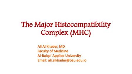 The Major Histocompatibility Complex (MHC)