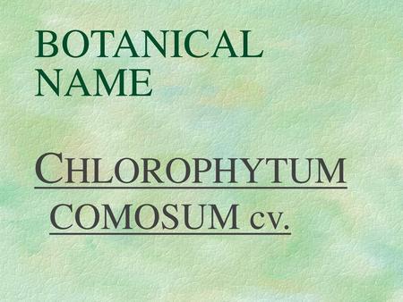 CHLOROPHYTUM COMOSUM cv.