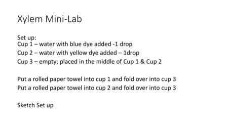 Xylem Mini-Lab Set up: Cup 1 – water with blue dye added -1 drop Cup 2 – water with yellow dye added – 1drop Cup 3 – empty; placed in the middle of Cup.