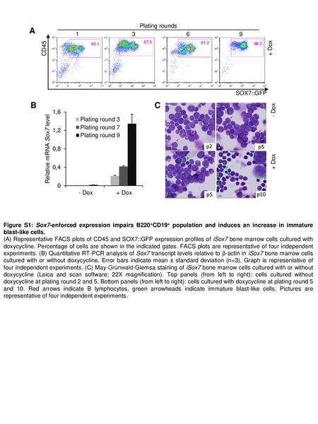 A B C Plating rounds CD45 + Dox SOX7::GFP - Dox p2 p5 + Dox p5