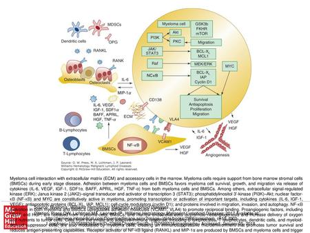 Myeloma cell interaction with extracellular matrix (ECM) and accessory cells in the marrow. Myeloma cells require support from bone marrow stromal cells.