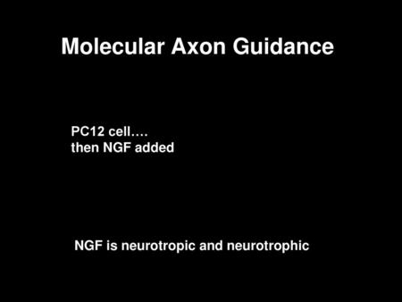 Molecular Axon Guidance