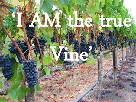 ‘I AM the true Vine’.