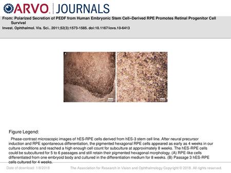 From: Polarized Secretion of PEDF from Human Embryonic Stem Cell–Derived RPE Promotes Retinal Progenitor Cell Survival Invest. Ophthalmol. Vis. Sci.. 2011;52(3):1573-1585.