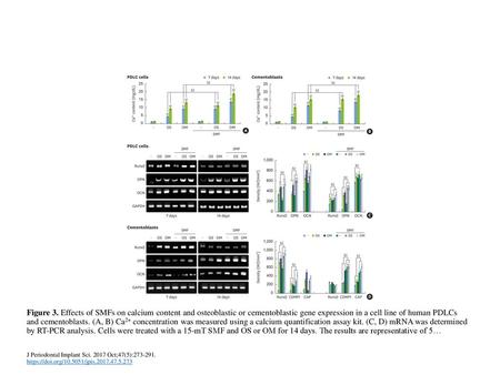 Figure 3. Effects of SMFs on calcium content and osteoblastic or cementoblastic gene expression in a cell line of human PDLCs and cementoblasts. (A, B)