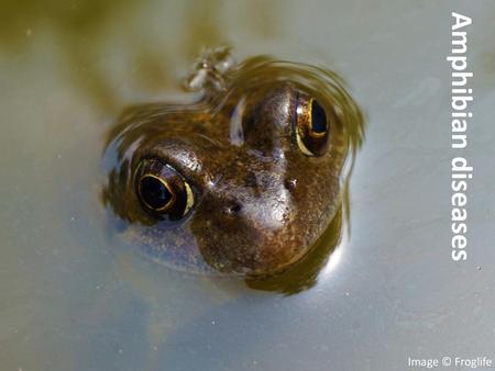 Amphibian diseases Image © Froglife 1.