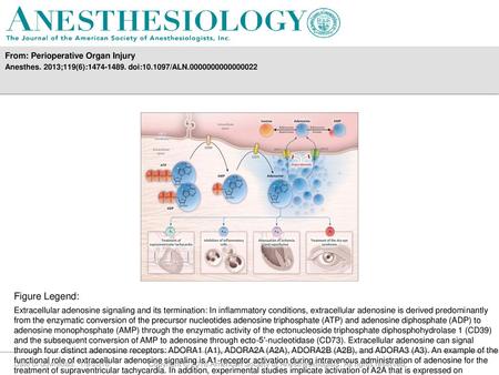 Figure Legend: From: Perioperative Organ Injury