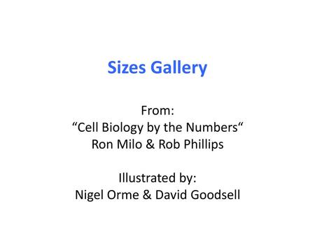 Sizes Gallery From: “Cell Biology by the Numbers“ Ron Milo & Rob Phillips Illustrated by: Nigel Orme & David Goodsell.