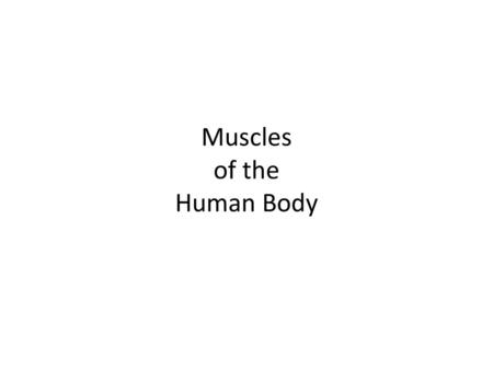 Muscles of the Human Body