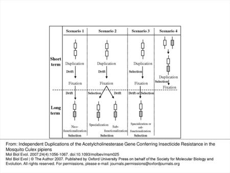 FIG. 1.— Classical scenarios for the evolution of a new function through duplication. The different scenarios for the evolution of a new function through.