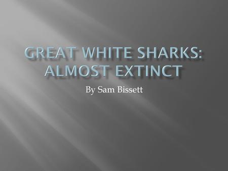 Great White Sharks: Almost Extinct