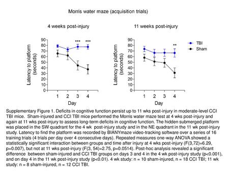 Supplementary Figure 1. Deficits in cognitive function persist up to 11 wks post-injury in moderate-level CCI TBI mice. Sham-injured and CCI TBI mice.