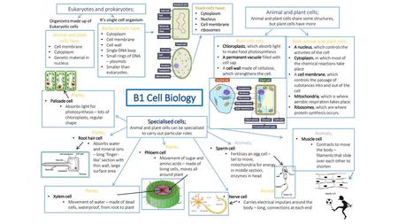 B1 Cell Biology Eukaryotes and prokaryotes; Animal and plant cells;