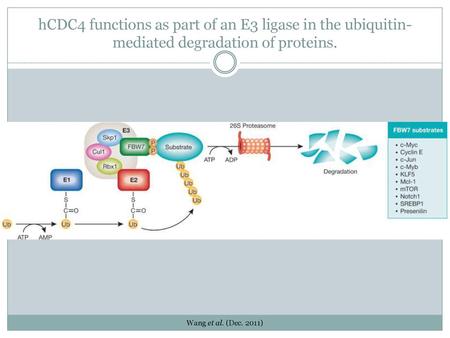 HCDC4 functions as part of an E3 ligase in the ubiquitin-mediated degradation of proteins. Homologues: FBW7 (H. sapiens); Archipelago (D. melanogaster);