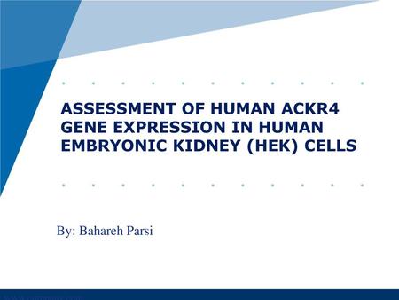 ASSESSMENT OF HUMAN ACKR4 GENE EXPRESSION IN HUMAN EMBRYONIC KIDNEY (HEK) CELLS By: Bahareh Parsi.