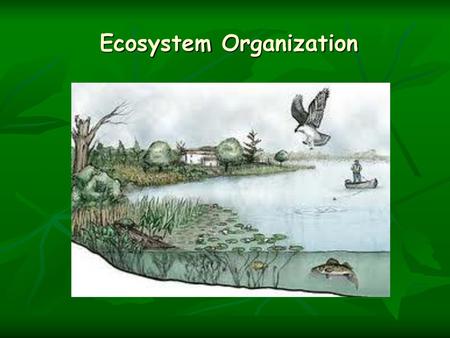 Ecosystem Organization