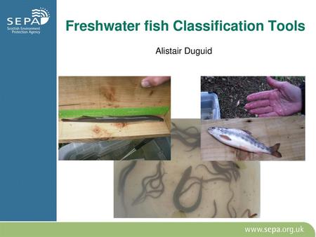 Freshwater fish Classification Tools