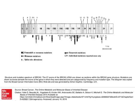 Structure and mutation spectrum of BRCA2