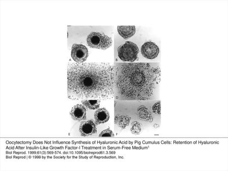 Fig. 1 Expansion of porcine cumulus cells