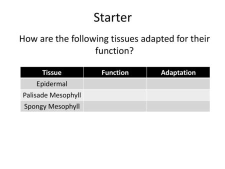 How are the following tissues adapted for their function?