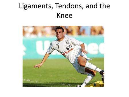 Ligaments, Tendons, and the Knee