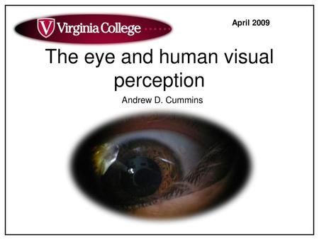 The eye and human visual perception