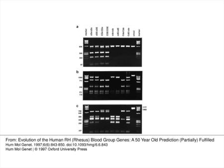 Figure 2 Analysis of restriction sites that define the 5′ and 3′ boundaries of the region of identity between RHD and the Ce allele. TaqI (a) and HinfI.