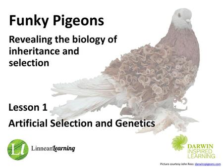 Funky Pigeons Revealing the biology of