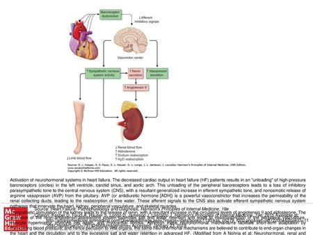 Sympathetic stimulation of the kidney leads to the release of renin, with a resultant increase in the circulating levels of angiotensin II and aldosterone.