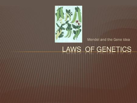 Mendel and the Gene Idea