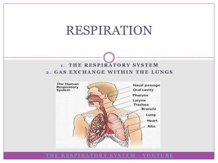 RESPIRATION THE RESPIRATORY SYSTEM GAS EXCHANGE WITHIN THE LUNGS