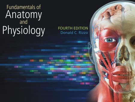 The Nervous System Introduction, Spinal Cord, and Spinal Nerves