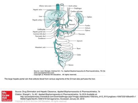 The large hepatic portal vein that collects blood from various segments of the GI tract also perfuses the liver. Source: Drug Elimination and Hepatic Clearance,