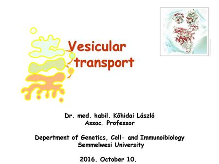 Vesicular transport Dr. med. habil. Kőhidai László Assoc. Professor