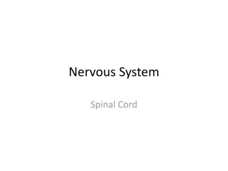 Nervous System Spinal Cord.