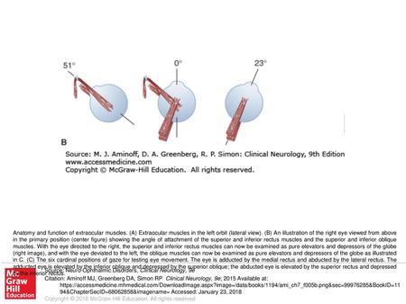 Anatomy and function of extraocular muscles